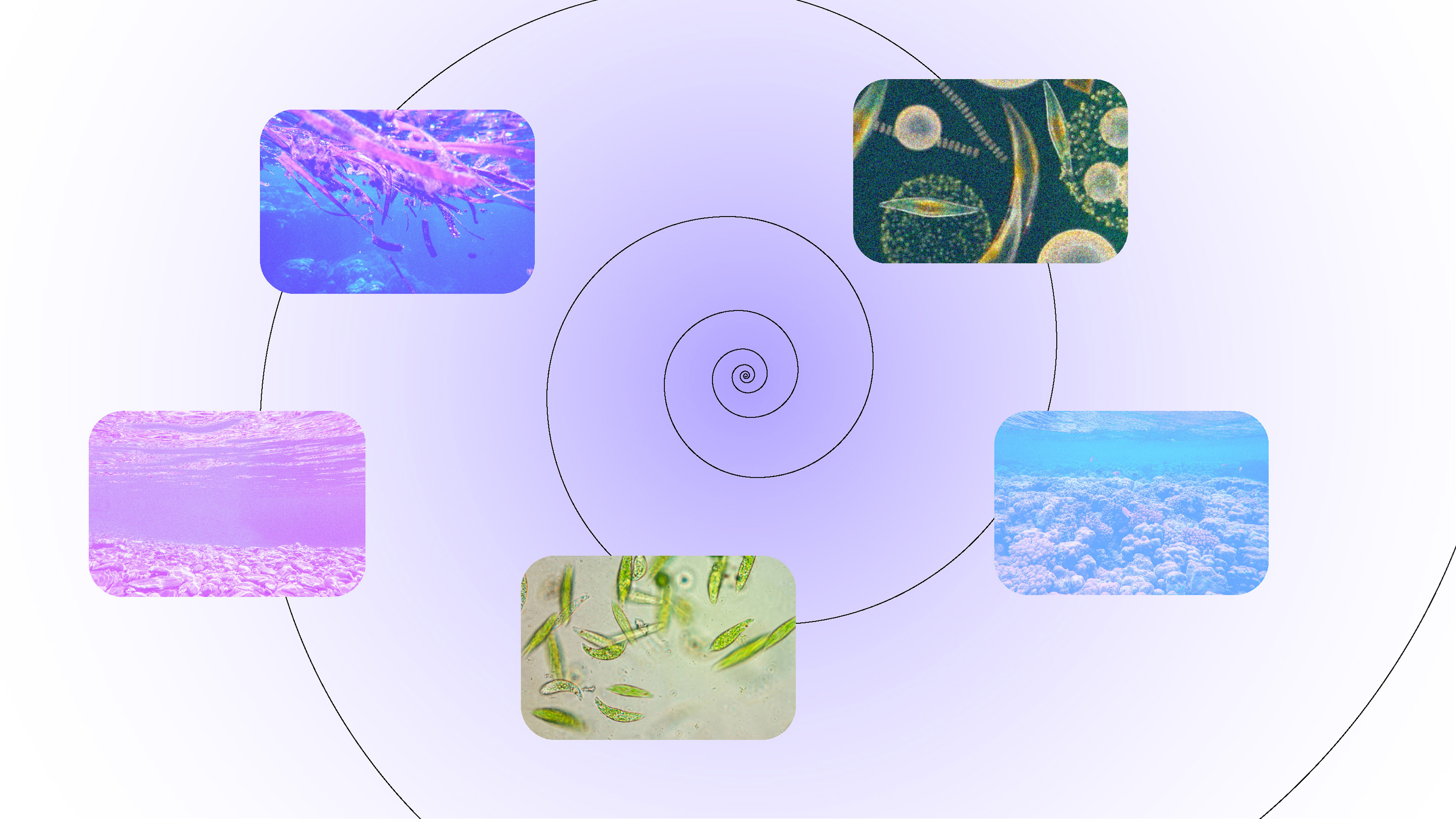 Ifremer image 8