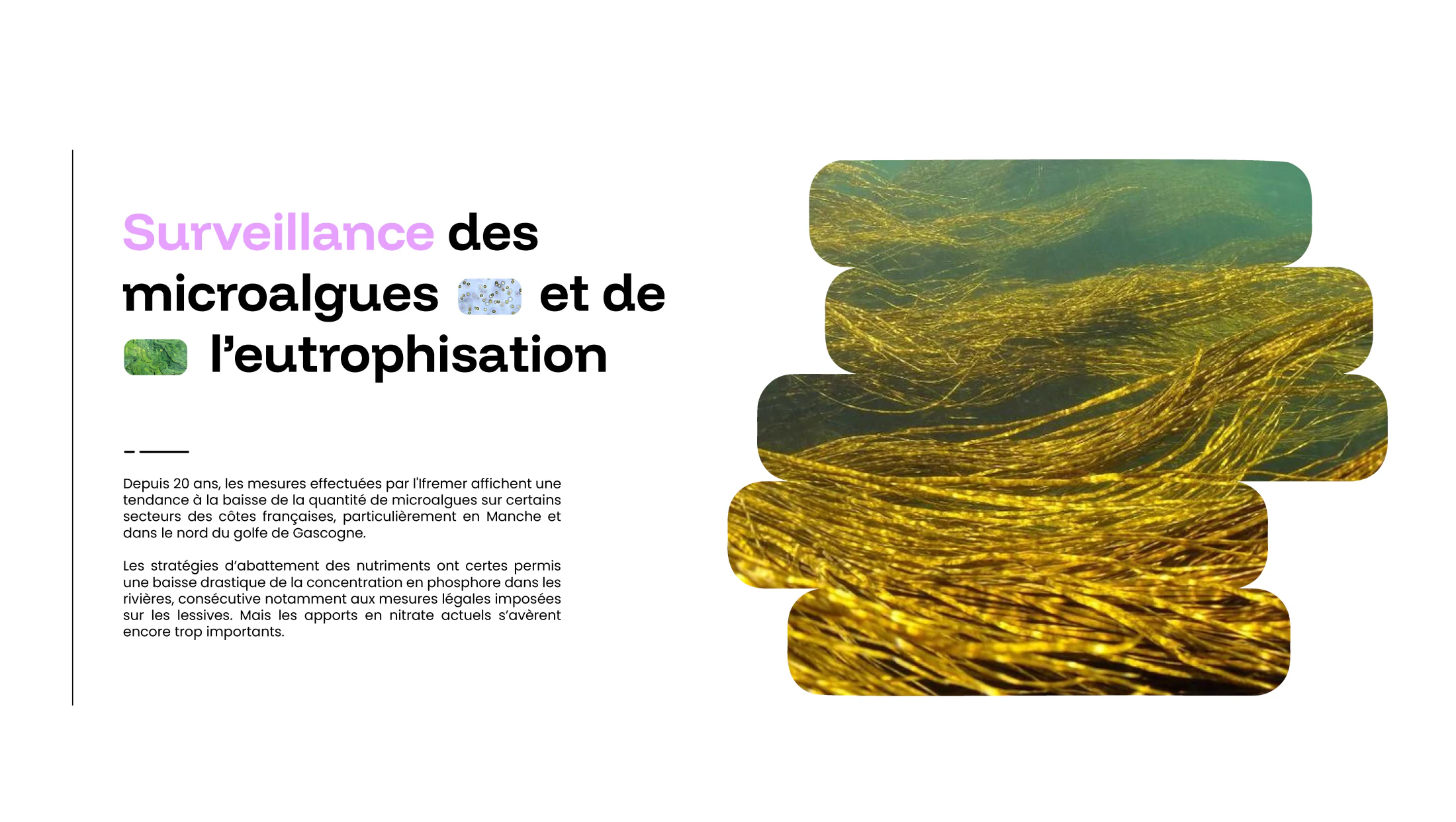 Aqéon editorial layout about microalgae monitoring and eutrophication
